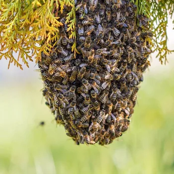 100ml Swarm Commander Premium Swarm Lure Bee Attractant Hive HUG-Deals