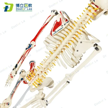 85 cm fleksibel menneskelige skelet model med numre for den ortopædiske undervisning, rygsøjle modeller for et forenklet uddannelse