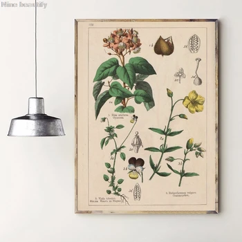 Botanisk Samling Vintage Plakater og Prints Urter 1898s russiske Sprog Lærred Maleri Væg Kunst, Billeder Hjem Wall Decor