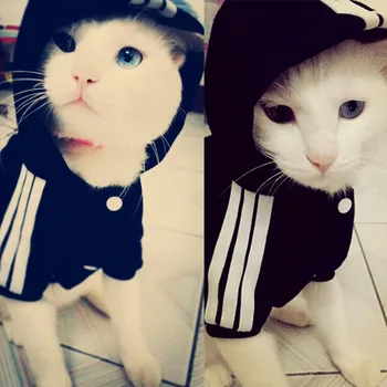 2019 Mode Kat Tøj Kat Frakker Jakke, Hættetrøjer til Katte, Hunde Varm Pet Tøj Britisk Kort Pet Katte Kostume Til En-278