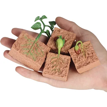 Simulering Plantevækst Model Frø, Sojabønner Vækst Cyklus Tidlige Barndom Uddannelse Kognitive Toy Gave