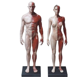2stk 30cm mandlige /kvindelige menneskelige krop anatomiske model CG Reference muscul skelet Skulptur Design Med Maleri kunst brug