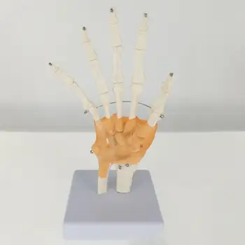 Livet Størrelsen Hånd Fælles med Ledbånd Medicinsk Anatomisk Model Skelet Anatomi Vise Undervise Skolens Ressourcer