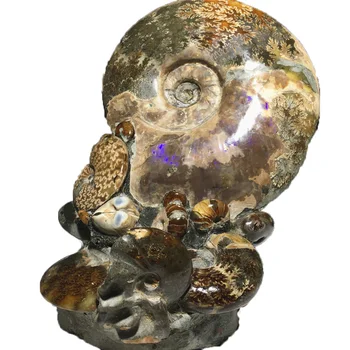 Raw Prøver Naturlige Store Kvarts Krystal Bryllup Hjem Dekoration Chakras Behandling Punkt Sten Gave Reiki Healing Conch Fossile