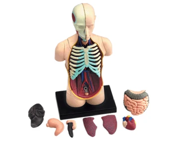 Indvolde 4d master puslespil at Samle legetøjet menneskelige krop orgel anatomiske model medicinske undervisnings-model