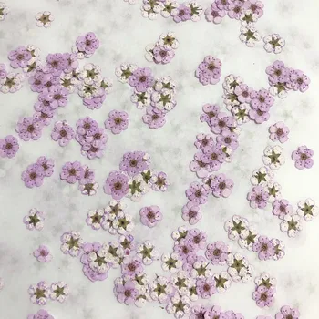 100 stykker af Manicure tørre blomst escort lille blomme DIY dråbe gel mobiltelefon tilfælde foto ansigt decal materiale pakke