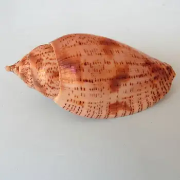 Naturlige conch skaller lille akvarium, akvarium dekorative landskabspleje smykker