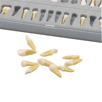 Tænder Model #7021 28 Stk/Sæt Dental undervise i undersøgelse 1:1 Permanent Demonstration