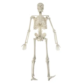 Høj Kvalitet 45CM Menneskelige Anatomiske Anatomi Skelet Model Medicinsk Lære Støtte Anatomi menneskelige skelet model for Engros-Retail