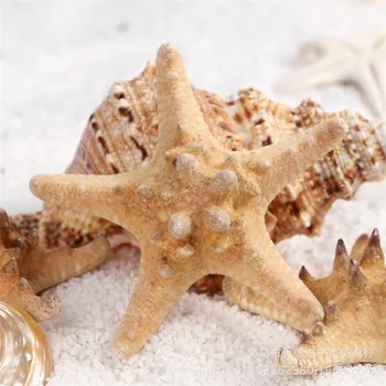 5pcs/masser Naturlige håndværk hvidt brød havet shell søstjerner, mode hjem dekorative håndværk
