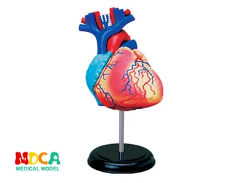 Hjerte 4d master puslespil at Samle legetøjet menneskelige krop orgel anatomiske model medicinske undervisnings-model
