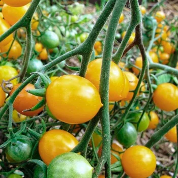 Frø af tomater Ildi til plantning. Frisk Høst, certificeret række. Bedste grøntsager til dig!
