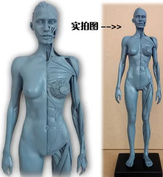 30cm Menneskelige Kvindelige Model Anatomi Skull Hoved Muskel, Knogle Medicinsk Kunstner Tegning skelet til salg kunst forsyninger
