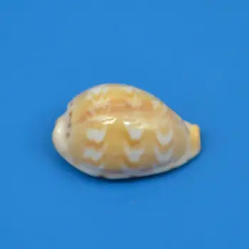 Sjælden model Naturlige Conch Muslingeskaller Muslingeskaller Til Hjemmet Dekorationer,Akvarium Og Shell Collector