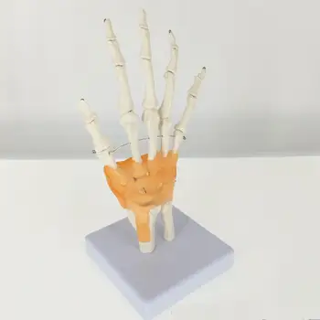 Livet Størrelsen Hånd Fælles med Ledbånd Medicinsk Anatomisk Model Skelet Anatomi Vise Undervise Skolens Ressourcer