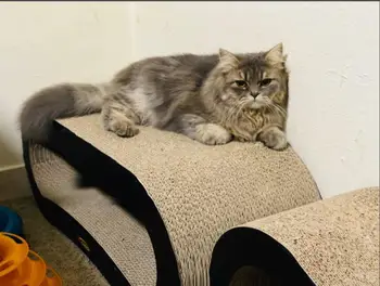 Jumbo Katten Skraber Lounge Sofa Fat Cat Bed Pap Papir Af Høj Kvalitet Cat Toy Skrabe Pad Stor Dreng