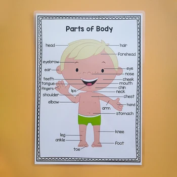 2STK læring Dele af Kroppen ord Børnehave Klassen Dekoration Plakater Homeschool Forsyninger Skole Pædagogiske Plakat for Børn