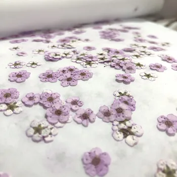 100 stykker af Manicure tørre blomst escort lille blomme DIY dråbe gel mobiltelefon tilfælde foto ansigt decal materiale pakke