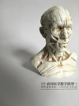 Kunst skitse menneskelig muskel-skelet hoved model Kraniets anatomi bust model
