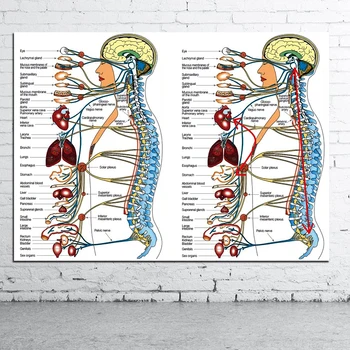 Menneskelige Videnskab Menneskelige Organer Medicinsk Viden, Lærred, Plakat Udskrivning På Brugerdefineret Indretning Hospital Plakat Væg Billeder Uddannelse