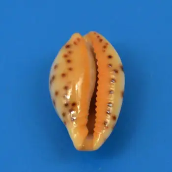Sjælden model Naturlige Conch Muslingeskaller Muslingeskaller Til Hjemmet Dekorationer,Akvarium Og Shell Collector