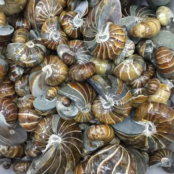 Naturlige Jade Snegl, Nautilus, Nautilus, Ammonoides, Ammonitiske, Cerambycids