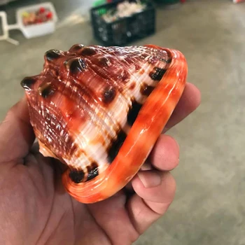 12-17CM Big Shell Berømte Skrue Naturlige Conch Store, Lyse Smukke Shell Hjem Skrivebord Tilbehør Akvarium Dekoration seashell