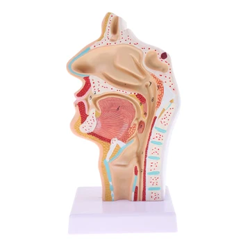 1:1 den Menneskelige næsehulen Hals Anatomi Model for Skole-Anatomiske Undersøgelse, Lab Demonstration Modeller