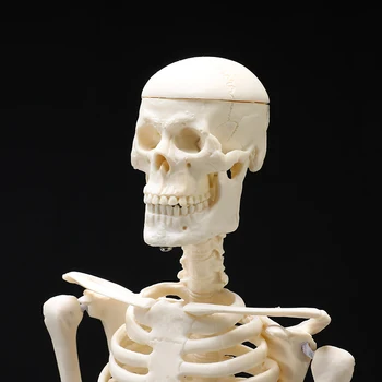 Høj Kvalitet 45CM Menneskelige Anatomiske Anatomi Skelet Model Medicinsk Lære Støtte Anatomi menneskelige skelet model for Engros-Retail