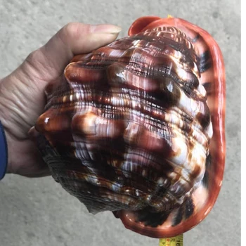 12-17CM Big Shell Berømte Skrue Naturlige Conch Store, Lyse Smukke Shell Hjem Skrivebord Tilbehør Akvarium Dekoration seashell