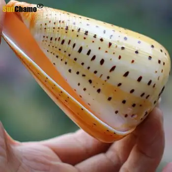 Mode Middelhavet Conch Shell Sort Gul Conch Akvarium Landskab Dekoration Hjem Mikro-landskab Crafts Collection Håndværk