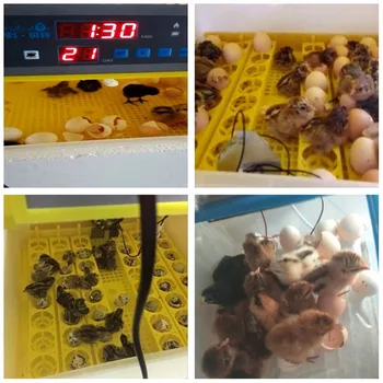 Intelligent 48 Æg inkubator Kylling Brooder fuldautomatisk Digital kontrol slå æg Rugeri maskine kylling vagtler inkubator