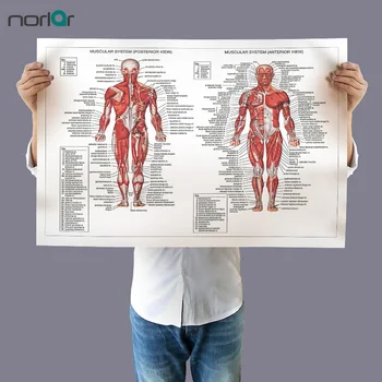 Lærred Maleri Væg Kunst Billedet Menneskelige Anatomi Muskler System Kunst, Lærred, Plakat Print Kroppen Kort Billeder for Medicinsk Uddannelse