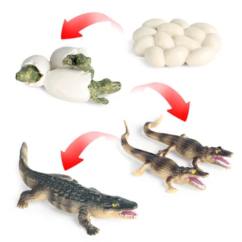 Simulering Dyr, Padder Dyreliv Krokodille Vækst Cyklus, Action Figurer Model Pædagogiske Kognitive Samling Søde Børn Toy