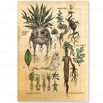 Mandrake Plante Plakat Hekseri Botanik Planter Lærred Maleri for Harry Fan Væg Kunst, Dekoration