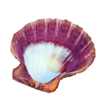 Naturlige conch stor kammusling shell akvarium, akvarium dekorative Hjem Indretning shell store hvide muslingeskaller
