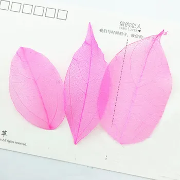 Farvet Diamond Leaf DIY Dekoration til gave Tørret blomst tryk på blomsten, gratis forsendelse, 1 parti/100 Stk