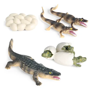 Simulering Dyr, Padder Dyreliv Krokodille Vækst Cyklus, Action Figurer Model Pædagogiske Kognitive Samling Søde Børn Toy